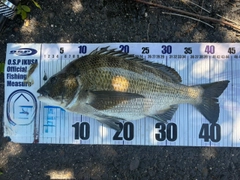 チヌの釣果