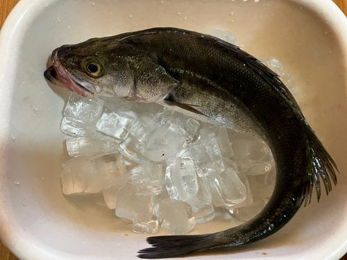 スズキの釣果