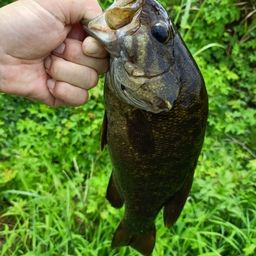 スモールマウスバス