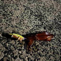 シロイカ