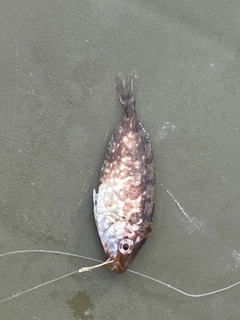 アイゴの釣果
