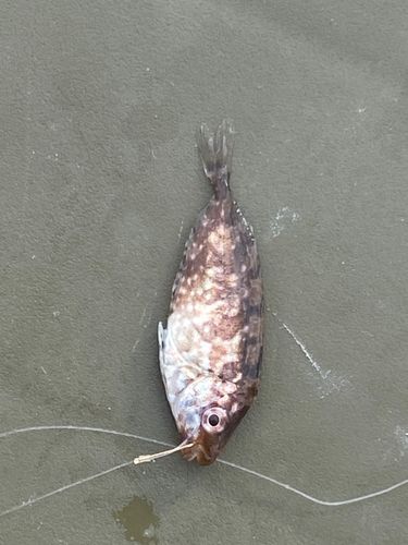 アイゴの釣果