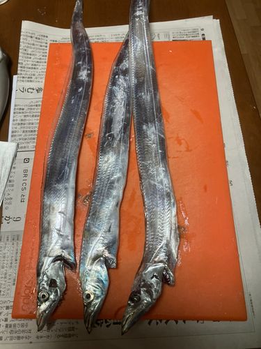 タチウオの釣果