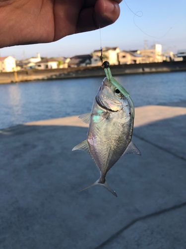 メッキの釣果