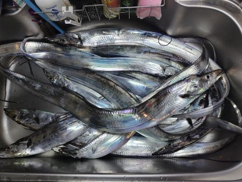 タチウオの釣果