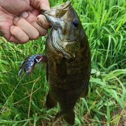 スモールマウスバス