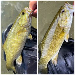 スモールマウスバス