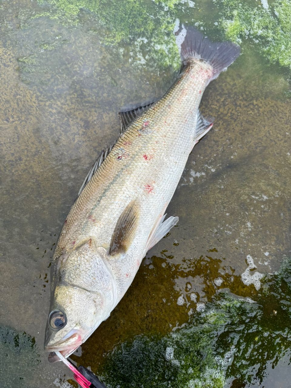 SHIMANO - ワールドシャウラ2652R-3ステラ18ステラ2500s シマノ(SHIMANO) 18ワールドシャウラ 2652R-3 ワールドシャウラ
