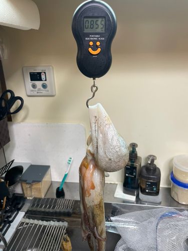 タコの釣果