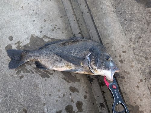 チヌの釣果