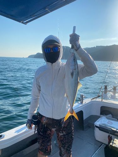 ハマチの釣果
