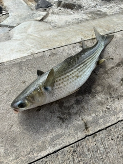 ボラの釣果