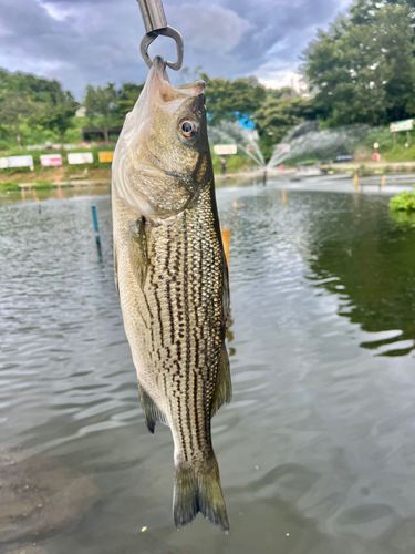 ストライパーの釣果
