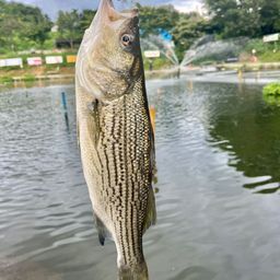 ストライパー
