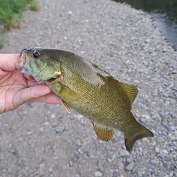 スモールマウスバス