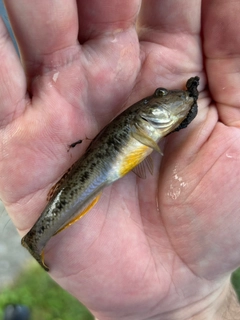 ハゼの釣果