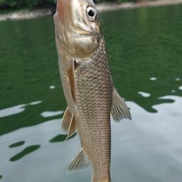 ニゴイ