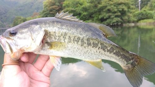 ラージマウスバスの釣果
