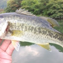 ラージマウスバス