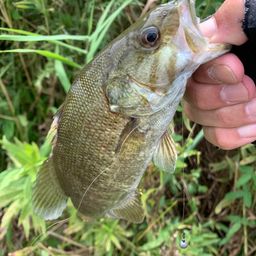 スモールマウスバス