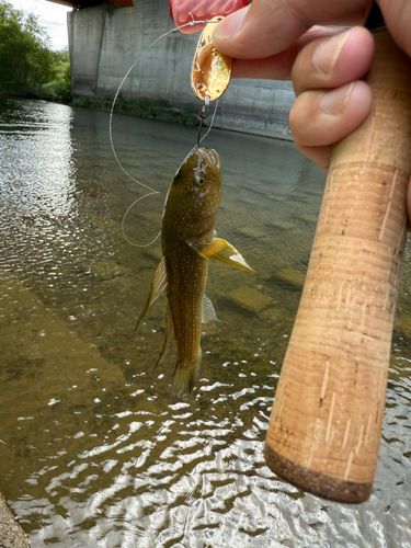 ヌマチチブの釣果