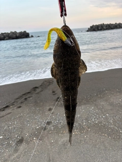 マゴチの釣果