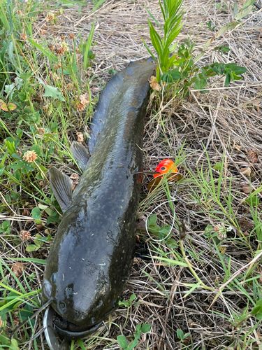 マナマズの釣果