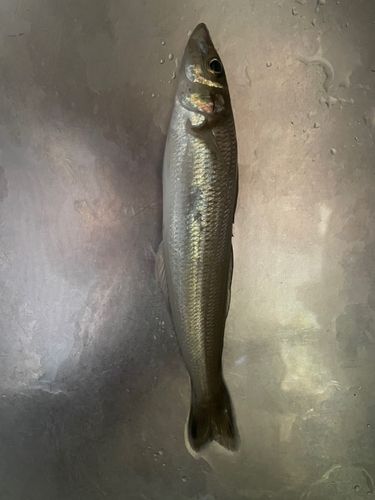 キスの釣果