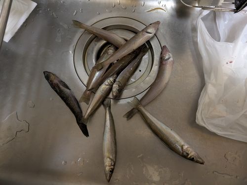 キスの釣果