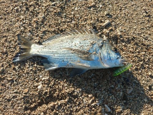 ミナミクロダイの釣果