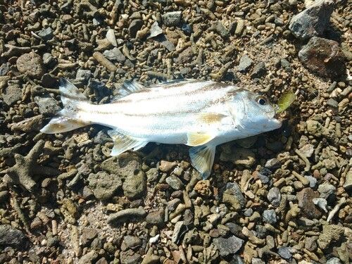 コトヒキの釣果