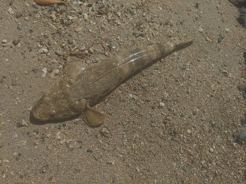 ミナミマゴチの釣果