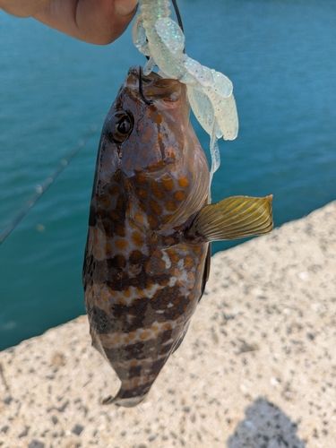 アコウの釣果