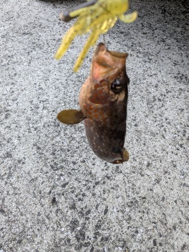 アコウの釣果