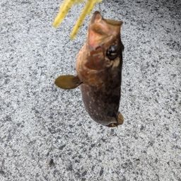 アコウ