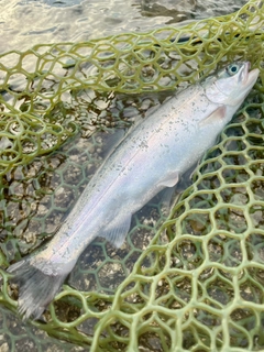 ニジマスの釣果