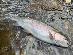 ニジマスの釣果