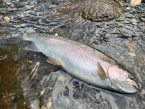 ニジマスの釣果