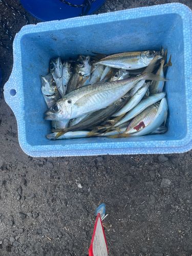 アジの釣果