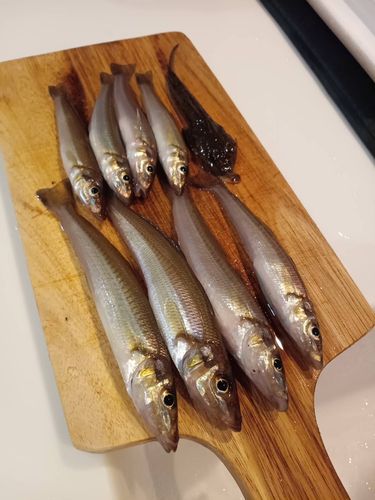 キスの釣果