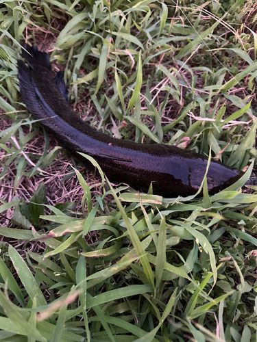 ライギョの釣果