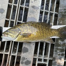 スモールマウスバス