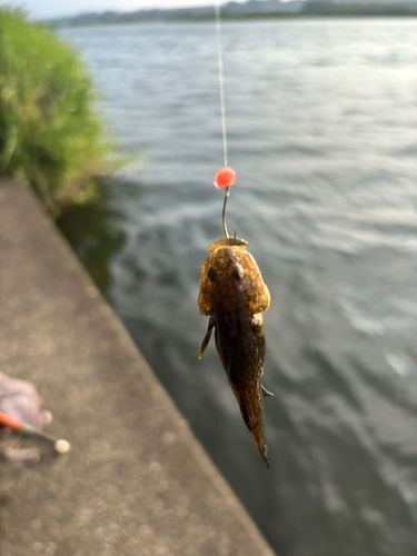 ヌマチチブの釣果