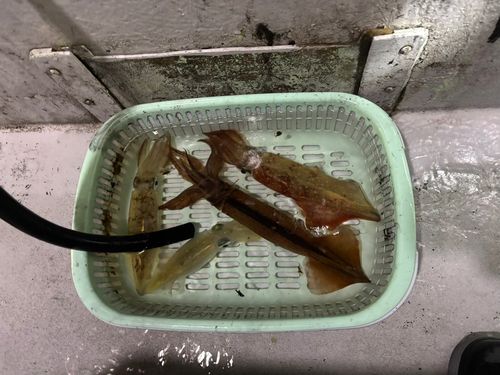 ケンサキイカの釣果