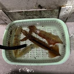 ケンサキイカ