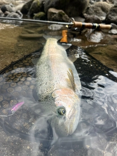 ニジマスの釣果