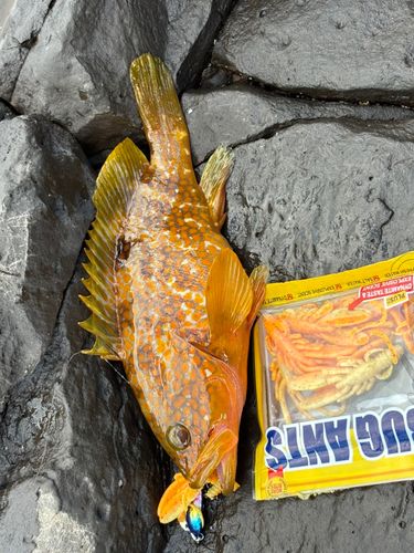 キジハタの釣果