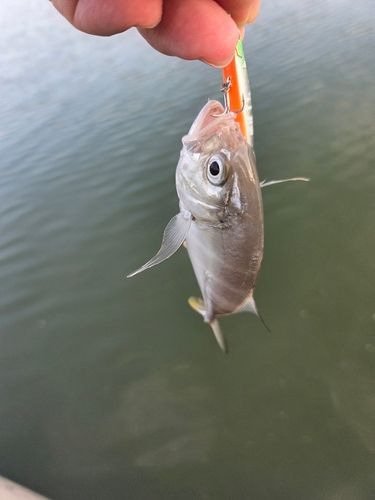 メッキの釣果