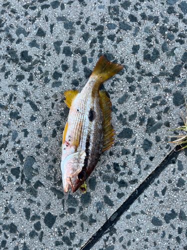 ヨコスジフエダイの釣果