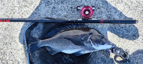 チヌの釣果